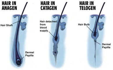 anagen-catagen-telogen