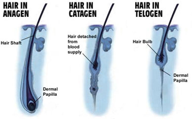 Phases of hair growth - Medikemos Clinic